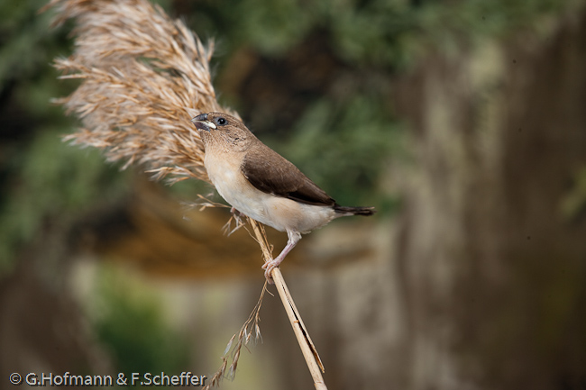 African Silverbill, Bico-de-prata, Silberschnabel, (Lonchura cantans)-4411