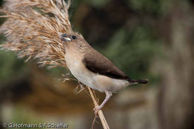 African Silverbill, Bico-de-prata, Silberschnabel, (Lonchura cantans)-4414