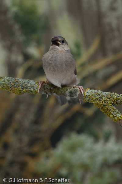 Java Sparrow, Calafate , Pardais de Java, Reisamadine, Reisfink (Padda oryzivora)-3625