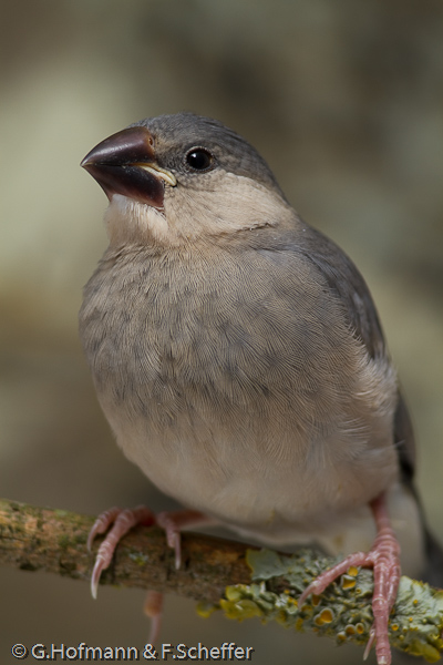 Java Sparrow, Calafate , Pardais de Java, Reisamadine, Reisfink (Padda oryzivora)-3638
