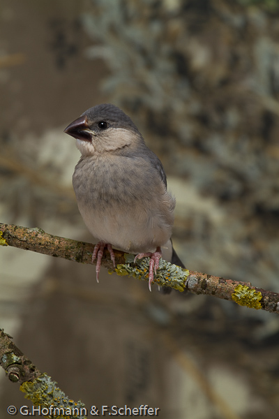 Java Sparrow, Calafate , Pardais de Java, Reisamadine, Reisfink (Padda oryzivora)-3649