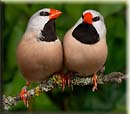 Long-tailed Finch, P�ssaro Bavet, Spitzschwanzamadine, (Poephila acuticauda)-1-2