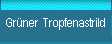 Gr�ner Tropfenastrild