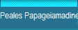 Peales Papageiamadine