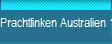 Prachtfinken Australien 1