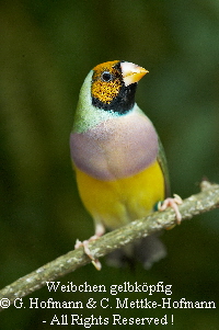 Chloebia gouldiae-21