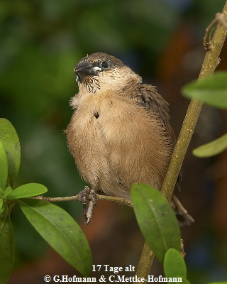 Estrilda rhodopyga-5