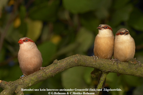 Estrilda rhodopyga & E.troglodytes-1