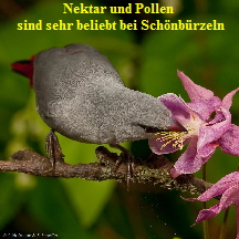 schoenb-1-5