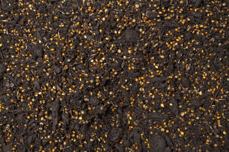 sprouting seeds,sementes germinadas, Kkeimfutter, -3295